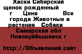 Хаски Сибирский (щенок рожденный 20.03.2017г.) › Цена ­ 25 000 - Все города Животные и растения » Собаки   . Самарская обл.,Новокуйбышевск г.